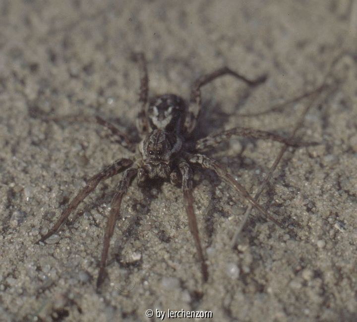 Alopecosa schmidti