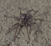 Alopecosa schmidti