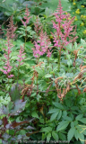 Astilbe1_14-3.jpg