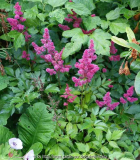 Astilbe1_14-2.jpg