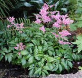 Astilbe1_14-1.jpg