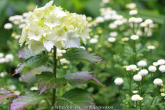Hydrangea 'Magicel Jade'