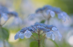 ´Blue Bird´