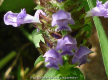 Prunella vulgaris
