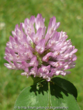 Trifolium pratense