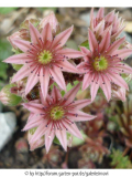 Sempervivum Hybride 