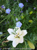 Lavendel, Lein und Lilium :)