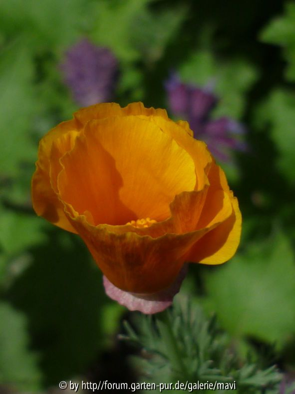 Eschscholzia californica2