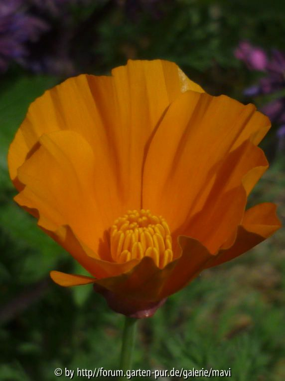 Eschscholzia californica1