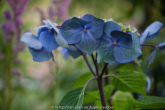Hydrangea 'Zorro'