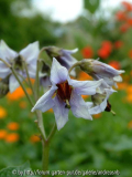 Kartoffelbluete_Saemling1-blau