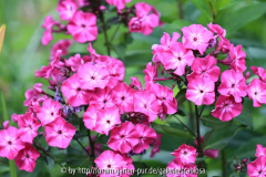 Phlox-Sämling Juni 2014
