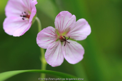 Geranium 'Joy'