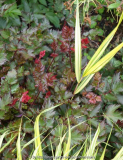 Astilbe-Delft_Lace_13-2.jpg