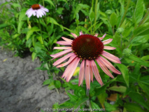 Echinacea Sämling