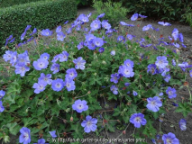 Geranium Rozanne June 2014