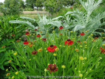 Helenium Moerheim Beauty June 2014