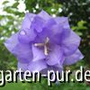 Campanula