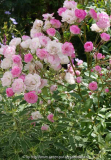 Rose-MozartsLady_14-4.jpg