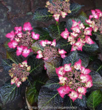 Hydrangea-DarkAngel_14-2.jpg
