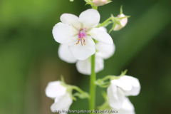 Verbascum blattaria