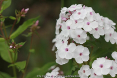 Phloxblüte 29.06.2014