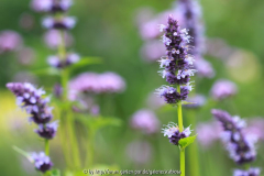 Agastachen und Verbena bonarensis 29.06.