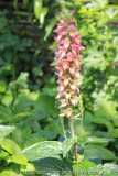 Digitalis 'Illumination'