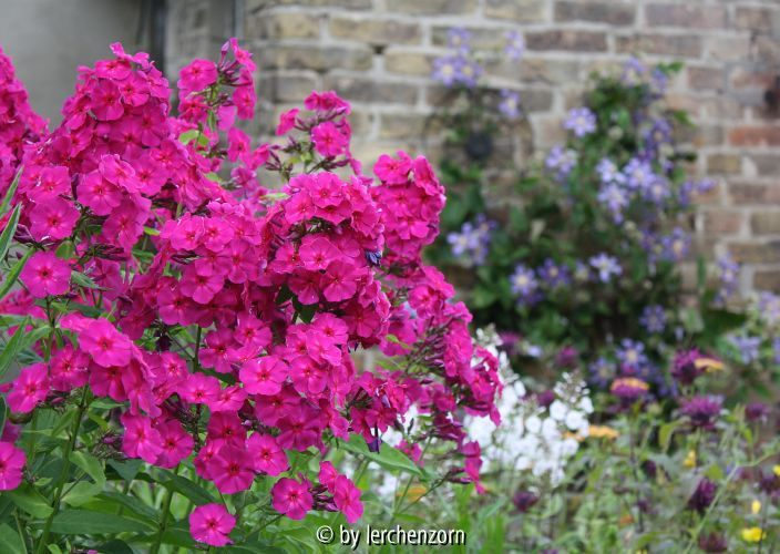 Phlox paniculata