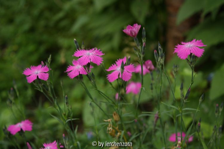 Dianthus seguieri