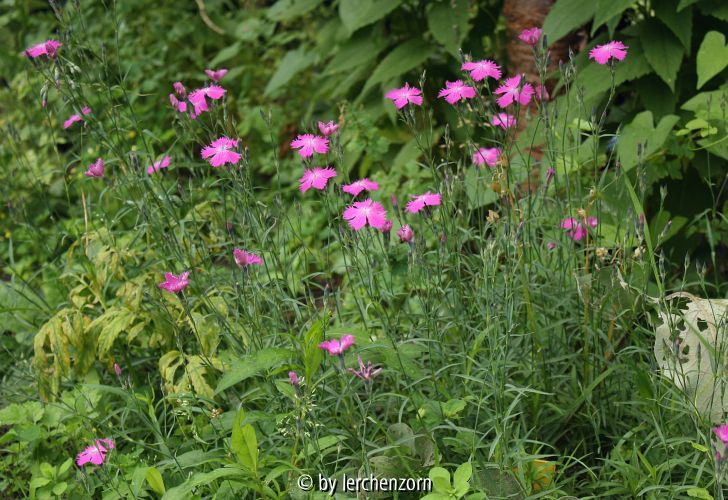 Dianthus seguieri