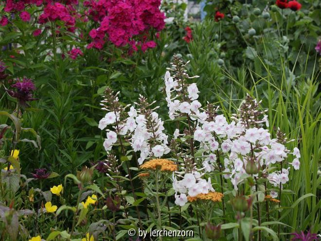 Phlox maculata DELTA