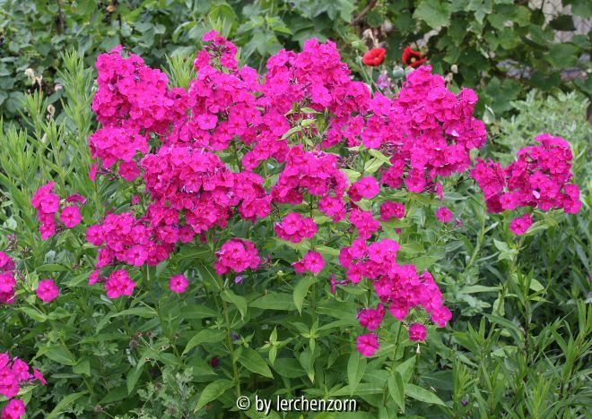 Phlox paniculata