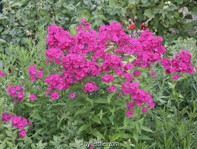 Phlox paniculata