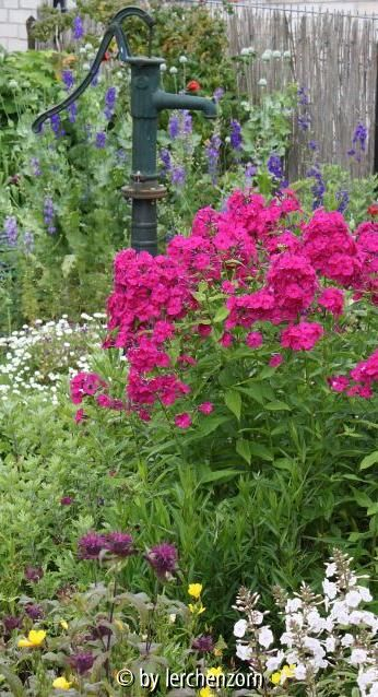 Phlox paniculata