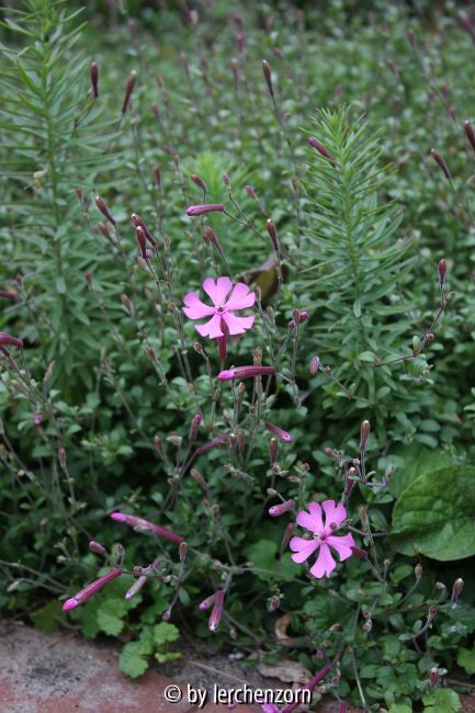 Silene schafta