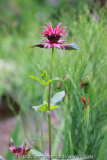 Monarda 'Gewitterwolke'