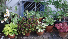 Topfgarten_14-1.jpg
