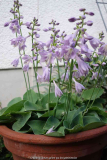 Hosta-unbekannt_14-1.jpg