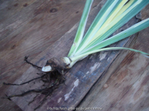 Rhizom