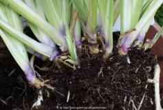 Iris-neu_14-4.jpg