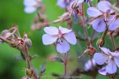 Geranium 'Midnight Reiter'