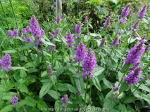Stachys monnieri Hummelo July 2014