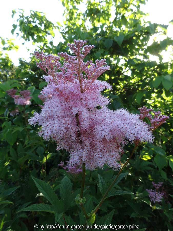 Filipendula rubra Venusta July 2014