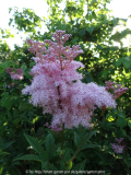 Filipendula rubra Venusta July 2014
