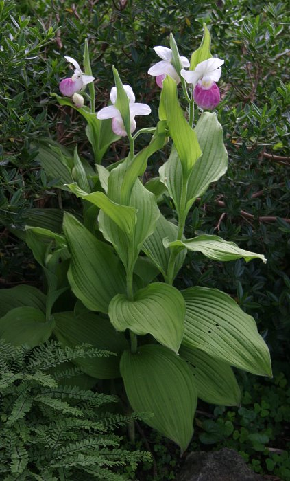 Cypripedium reginae
