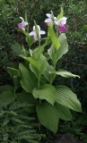 Cypripedium reginae