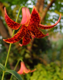 Lilium canadense var. coccineum