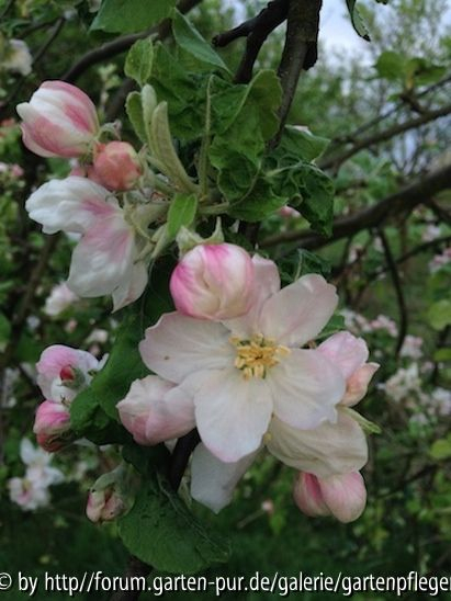 Apfelblüte