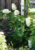 Hydrangea_quercifolia-B urgundy_14-2.jpg